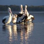 pelicans 1 from Maggie