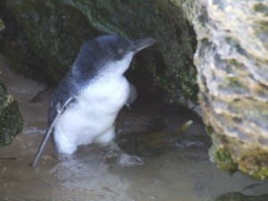 penguin in shallow water 350.